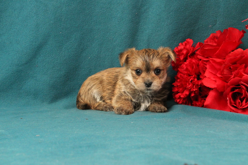 puppy, for, sale, Morkie, Matthew B. Stoltzfus, dog, breeder, Gap, PA, dog-breeder, puppy-for-sale, forsale, nearby, find, puppyfind, locator, puppylocator, aca